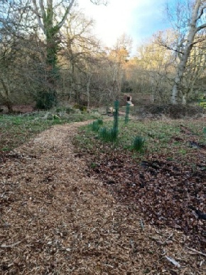 Tree planting at Ayton Castle