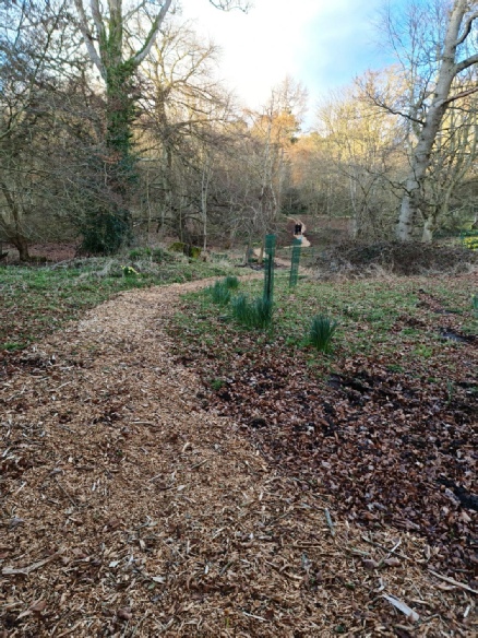 Tree planting at Ayton Castle